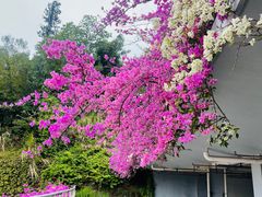 -深圳仙湖植物园