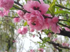 -西湖公园(鼓楼区)