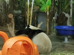 -海南热带野生动植物园