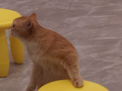 -猫力发电所·宠物专门店
