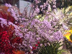 -花鸟鱼虫鲜花绿植市场(玉泉路店)