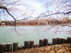-大兴滨河森林公园