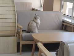 -鼓捣猫呢主题猫咖店