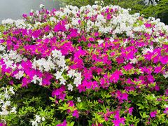 -庐山风景区花径公园