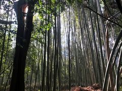 -野宫神社
