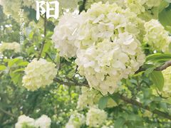 -上海滨江森林公园