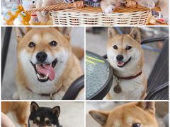 -柴犬高等学院·狗咖·柴犬售卖·宠物训练