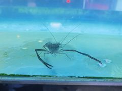 -全乐鱼馆·淳牌有机鱼直营店