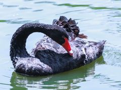 -沈阳森林动物园