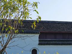 -桑洲油菜花景区