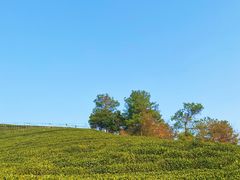 -龙坞茶村