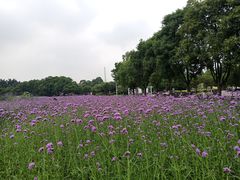-雀儿山公园
