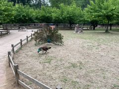 -呀路古热带植物园