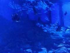-顺德南宏海立方海洋公园