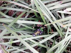 -韶山毛泽东同志故居