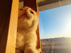 -猫的茶·猫咖