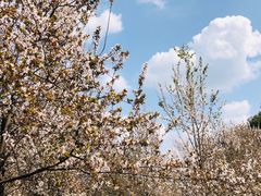 -两河城市森林公园