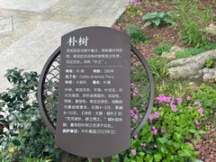 -朴园
