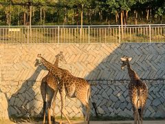 -泉州海丝野生动物世界