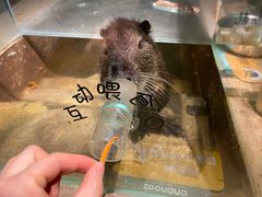 -zoonana室内动物园(东方福来德店)