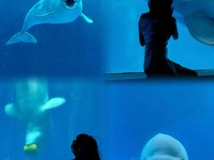 -海合安成都极地海洋公园