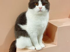 -猫儿山۰猫主题餐厅