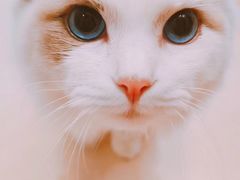 -猫在这儿猫咪咖啡馆·撸猫馆