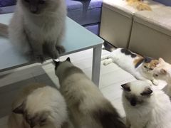 -喵的天空名猫咖啡馆·撸猫·猫舍·用品