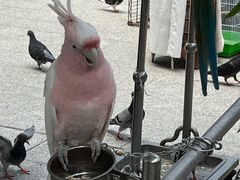 -园圃街雀鸟花园