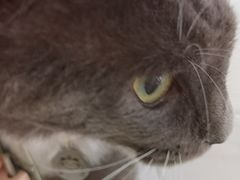 -艾吉宠物医院·疑难杂症转诊中心·猫友好(碧江路院)