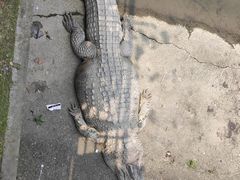 -广州长隆飞鸟乐园