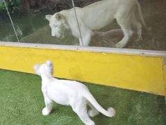 -清迈夜间动物园