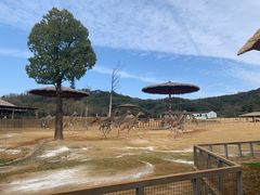 -杭州野生动物世界