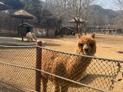 -大连森林动物园