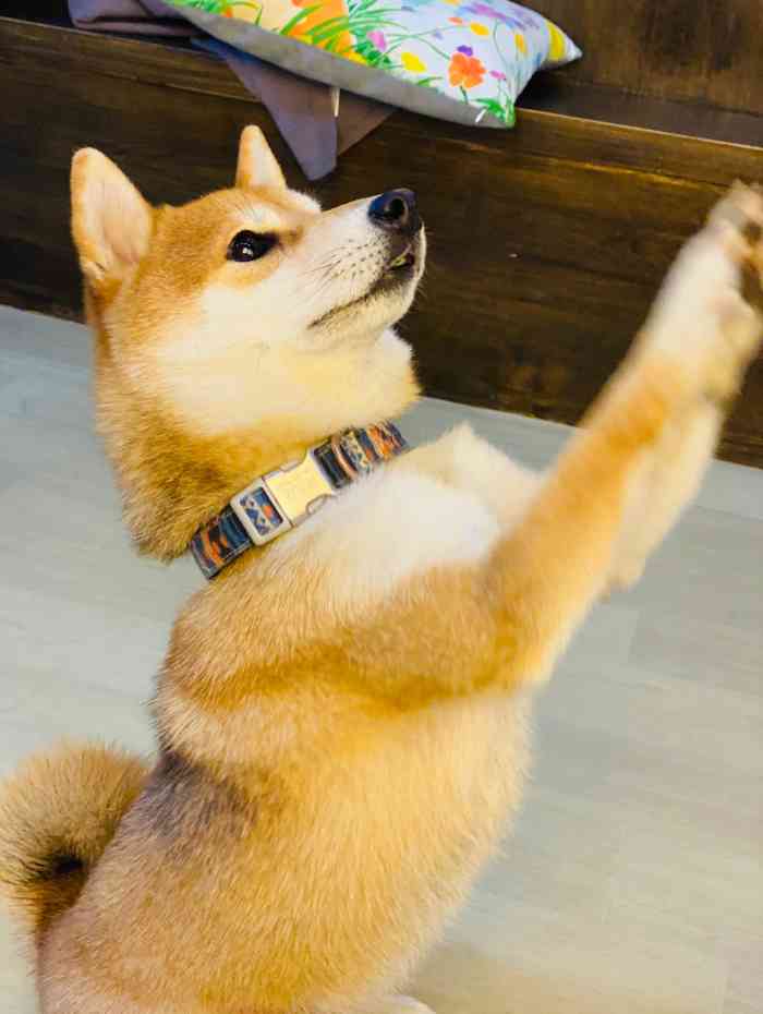 豆柴院子柴犬主题咖啡馆(鼓楼店"这家店位于鼓楼旁边.