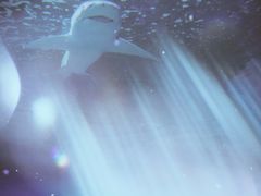 -泉城欧乐堡海洋极地世界