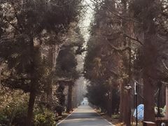 -东平国家森林公园