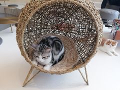 -飞行喵MR PILOT|猫舍·猫咖(静安大融城店)