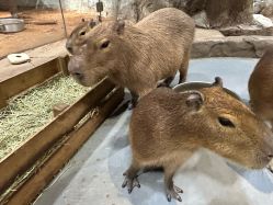 点击看大图 -Zoolung Zoolung动物主题公园(海信广场店)