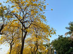 -仙湖旅游度假区