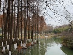 -青枫公园