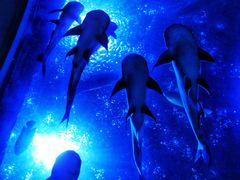 -成都浩海立方海洋公园