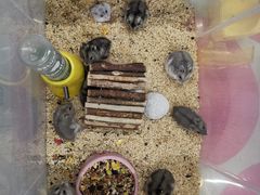 -钓仓鼠(洋桥北里小区店)