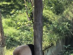 -中国大熊猫保护研究中心雅安碧峰峡基地