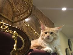 -more than meow吴止猫主题餐厅(承德 中船汇店)