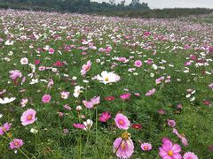 -紫颐香薰山谷景区