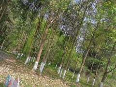 -桤木河湿地公园