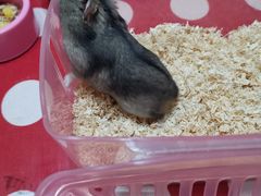 -钓仓鼠(洋桥北里小区店)