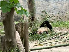 -都江堰中华大熊猫苑