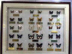 上海昆虫博物馆-上海昆虫博物馆